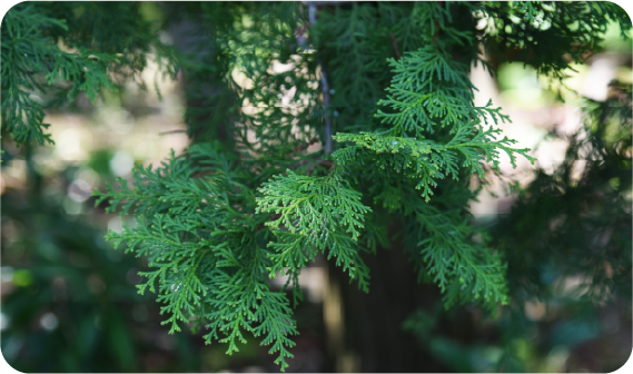 東濃桧イメージ